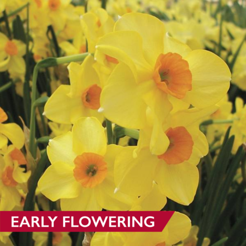 Daffodil Martinette