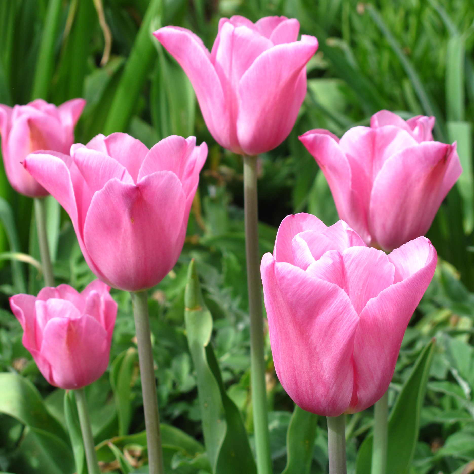 Tulip Mistress