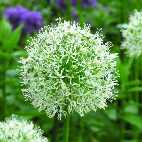Allium Mount Everest