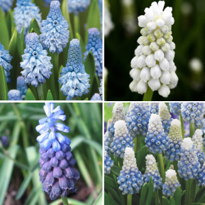 Muscari Collection