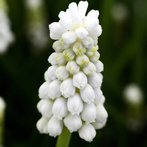 Muscari Siberian Tiger