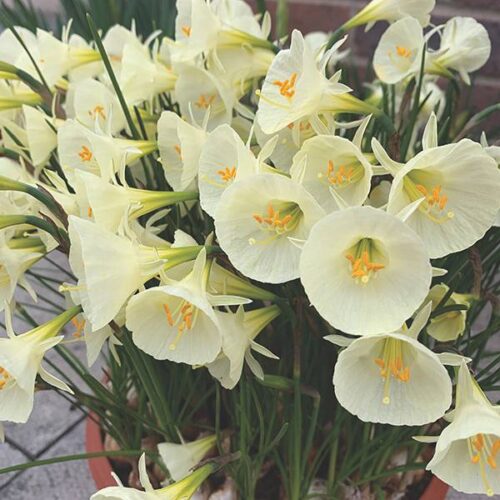 Daffodil Arctic Bells
