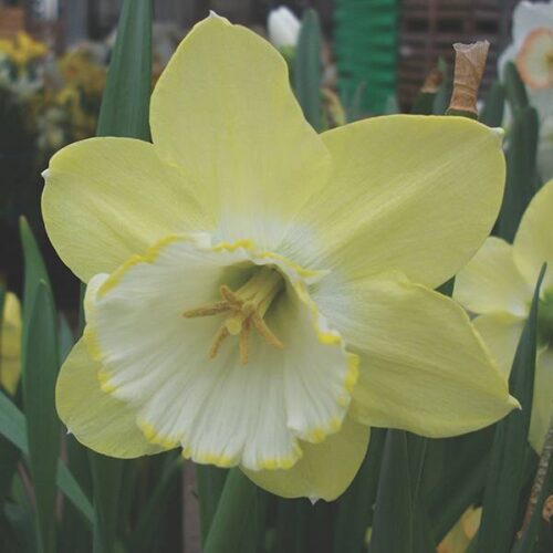Daffodil Binkie