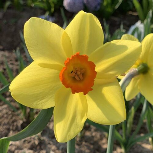 Daffodil Birma