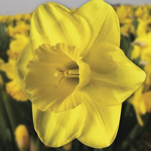 Daffodil Camelot