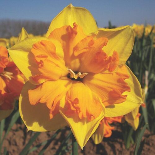 Daffodil Congress