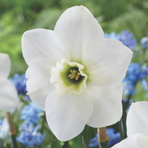 Daffodil Emerald Green