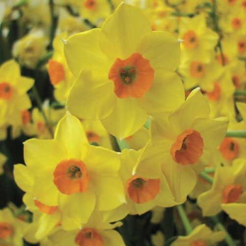 Daffodil Falconet
