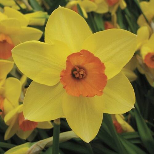 Daffodil Fly Half