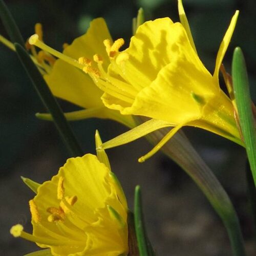 Daffodil Golden Bells