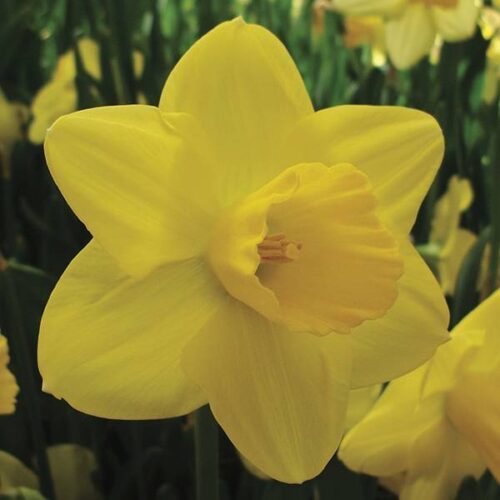 Daffodil Golden Joy
