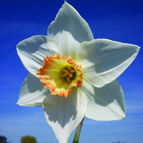 Daffodil Gossamer