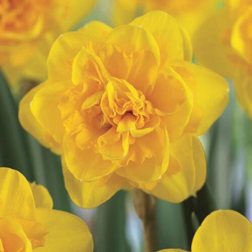 Daffodil Heamoor