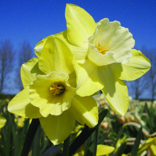 Daffodil High Note