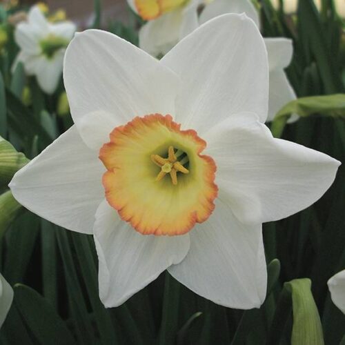 Daffodil High Society