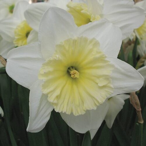 Daffodil Ice Follies