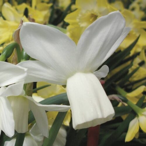 Daffodil Ice Wings