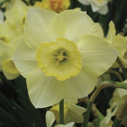 Daffodil Lemnos