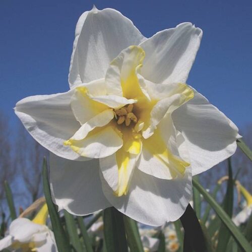 Daffodil Lemon Beauty
