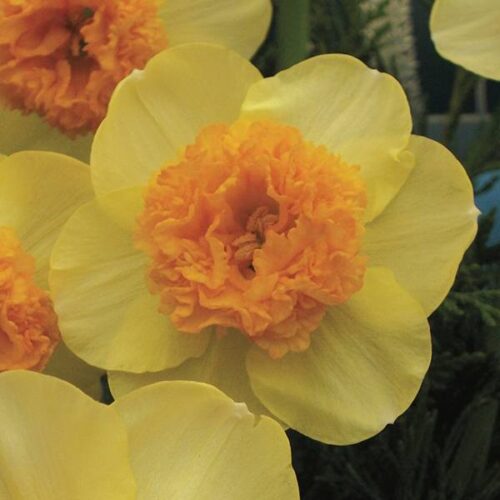 Daffodil Modern Art