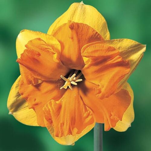 Daffodil Mondragon
