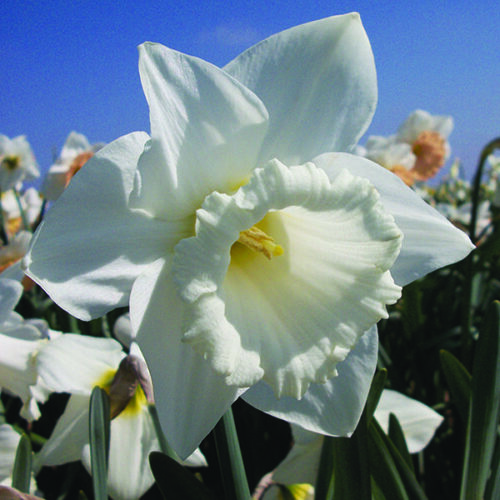 Daffodil Mount Hood