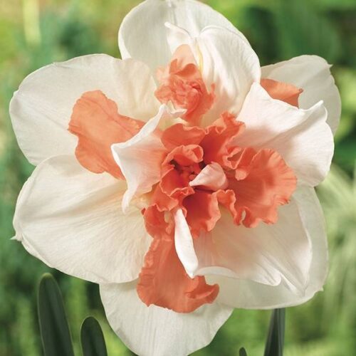 Daffodil My Story