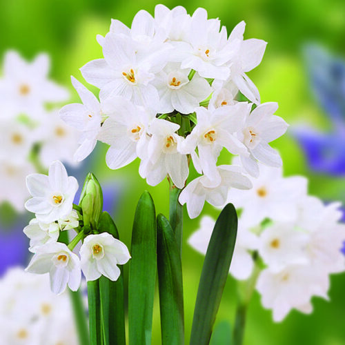 Daffodil Paperwhite Ziva