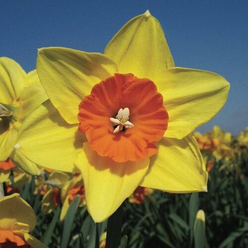 Daffodil Paracutin