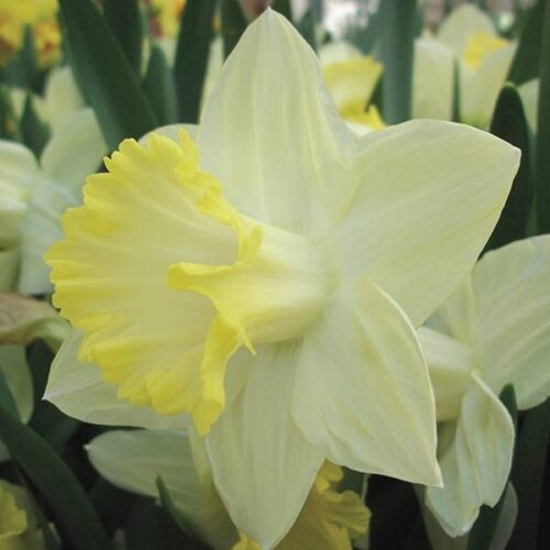 Daffodil Pistachio