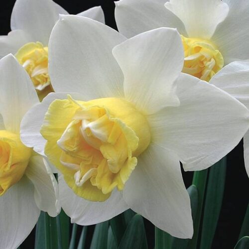 Daffodil Popeye