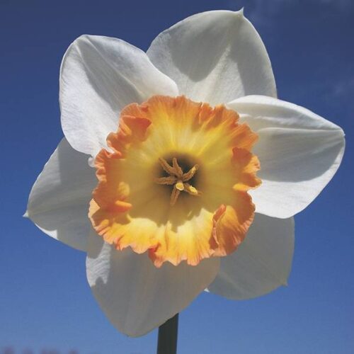 Daffodil Precedent