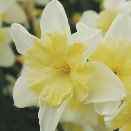 Daffodil Prom Dance