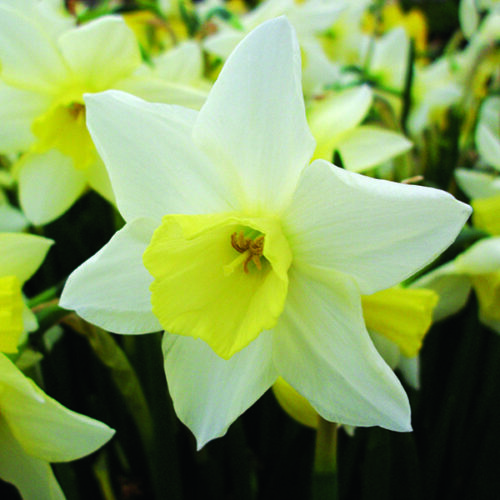 Daffodil Pueblo