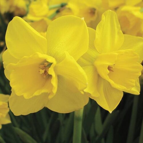 Daffodil Quail