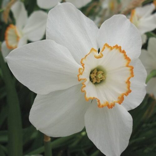 Daffodil Redstart