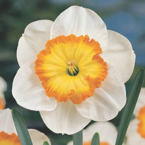 Daffodil Roulette
