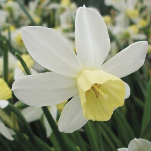 Daffodil Sailboat