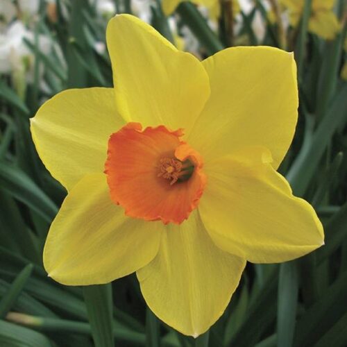 Daffodil Sealing Wax