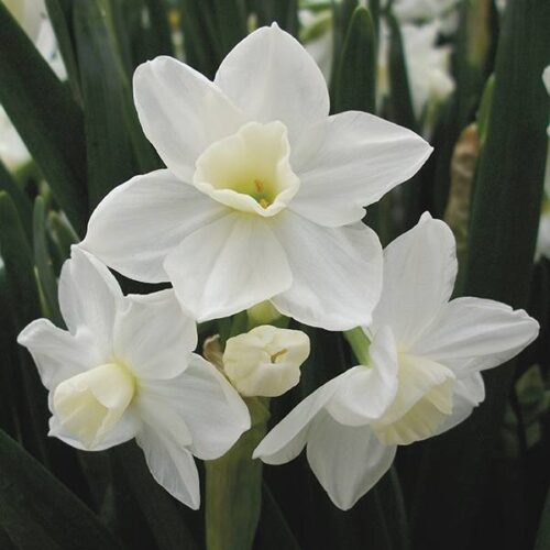Daffodil Silver Chimes