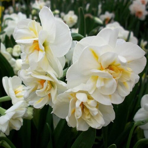 Daffodil Sir Winston Churchill