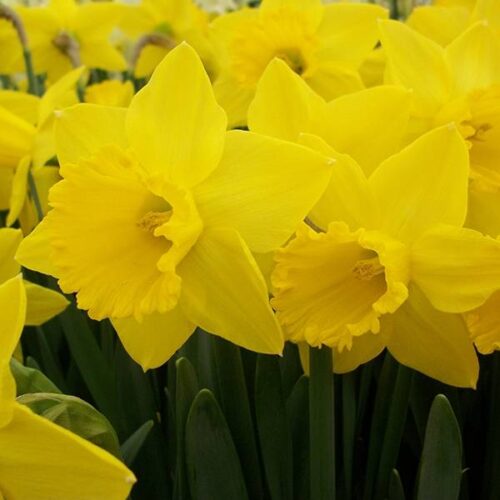 Daffodil St Keverne
