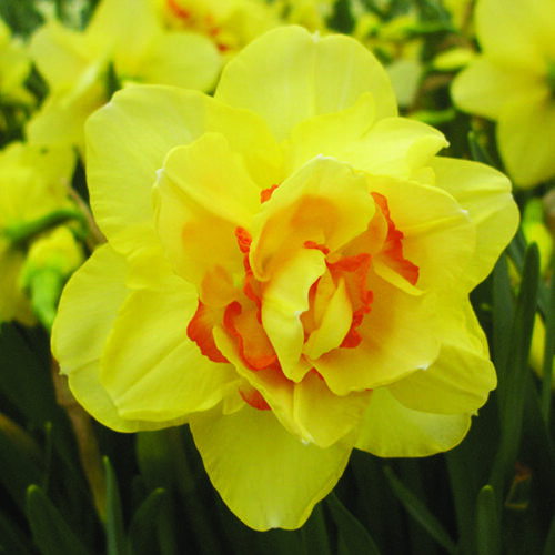 Daffodil Tahiti