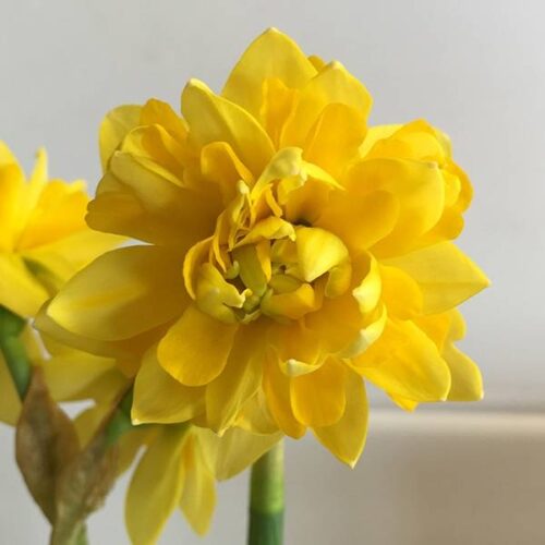 Daffodil Tete De Luxe