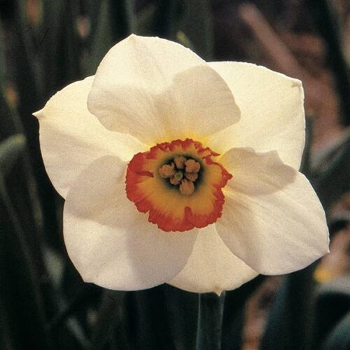 Daffodil Tullybeg
