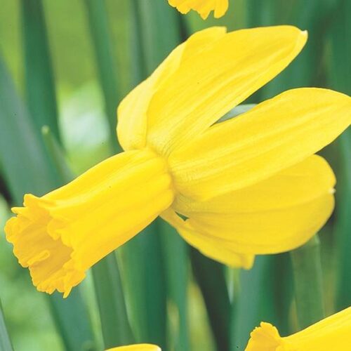 Daffodil Warbler