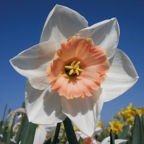 Daffodil Just So