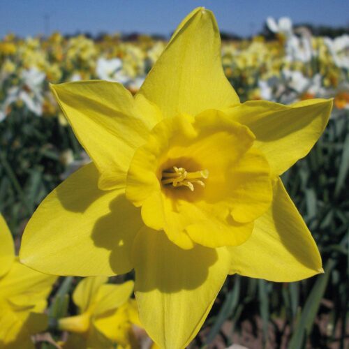 Daffodil Mountjoy