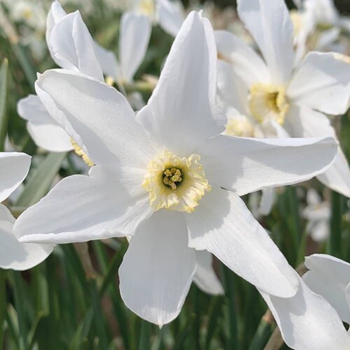 Daffodil Polar Ice