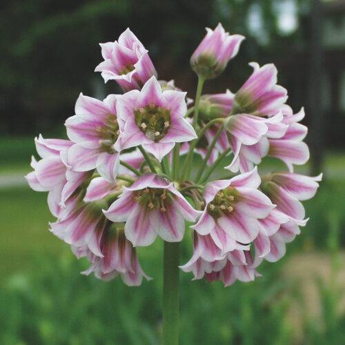 Nectaroscordum